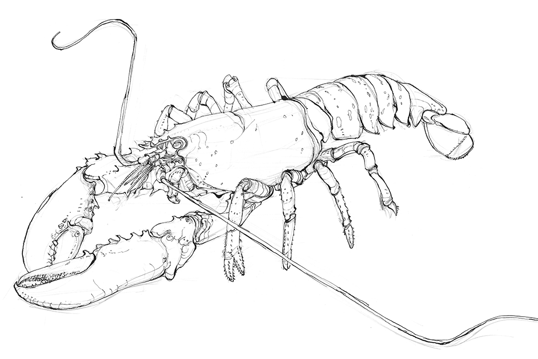 Common Lobster by Tim Pond