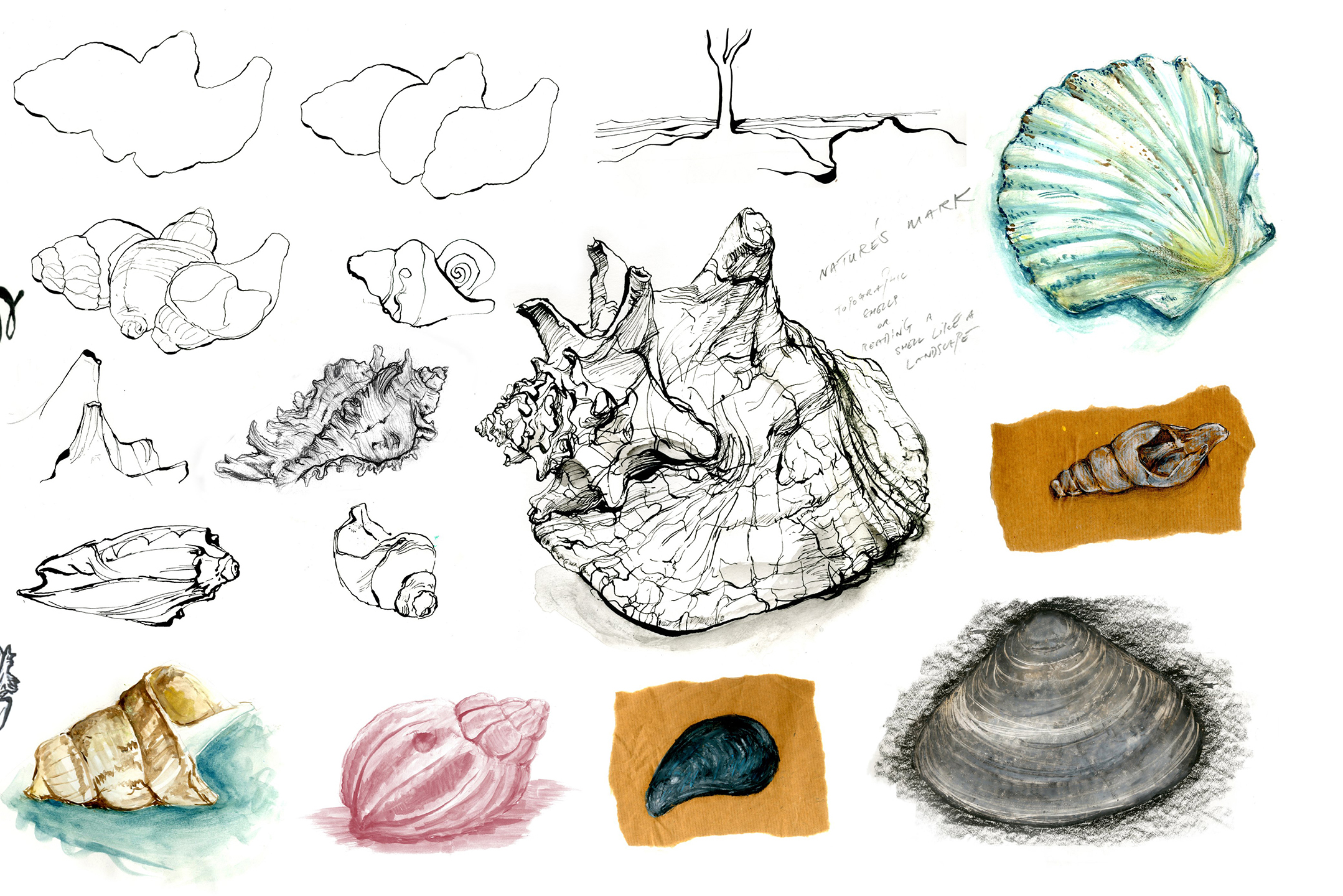 Shells by Tim Pond