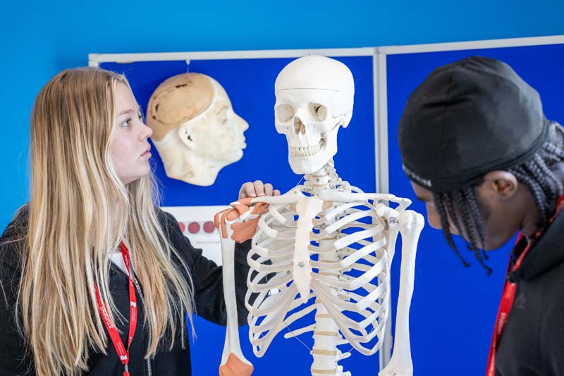 Science students examining model skeleton