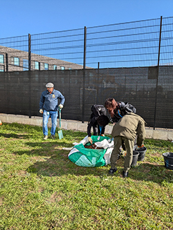 Amazon Hedge Planting